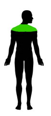 body